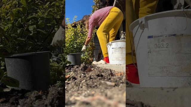 Колеусы. Осенние работы в саду. Подготовка к зиме. #shorts