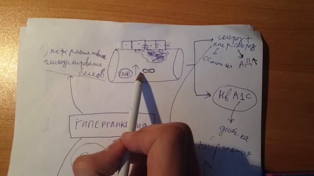 Патогенез Сахарного Диабета 1 и 2 типов (часть 2) смотреть онлайн