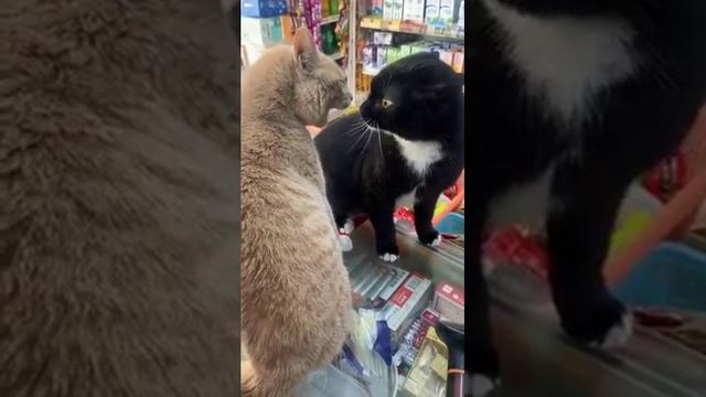 Разговор на повышенных тонах смотреть онлайн
