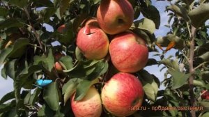 Яблоня колоновидная Останкино (malus) ? яблоня Останкино обзор: как сажать саженцы яблони Останкино