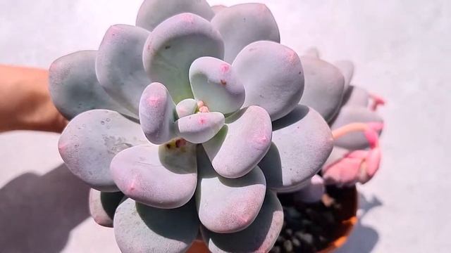 【Succulent Plant ID #10】How to care and propagate Pachyphytum Blue Haze｜Artistic Succulent｜植得｜多肉植物 смотреть онлайн