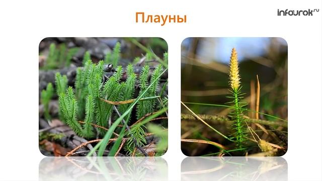 Плауны, хвощи, папоротники | Биология 6 класс #16 | Инфоурок смотреть онлайн
