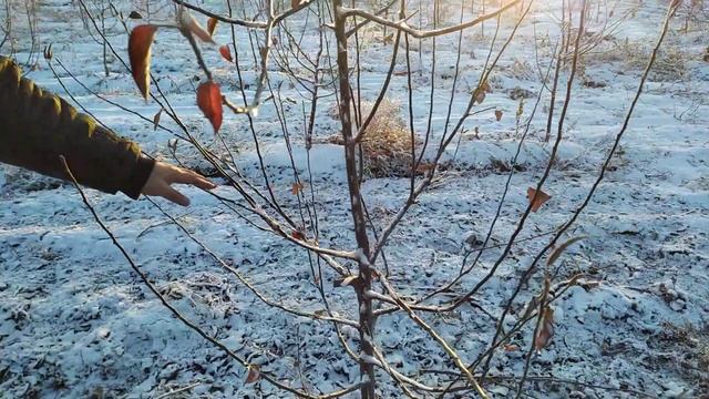 Формирование яблони Ред Чиф 2018 г посадки. ММ 106. смотреть онлайн