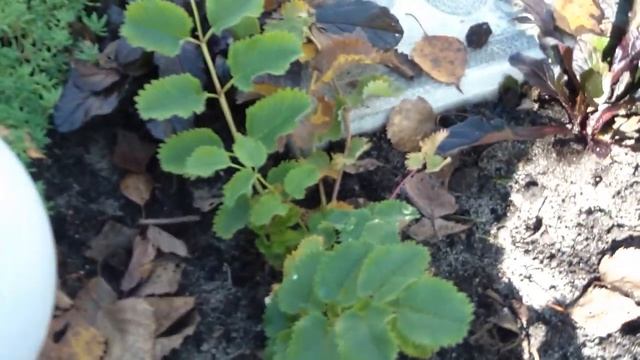 Life story Прогулка по саду с Ольгой Фео! смотреть онлайн