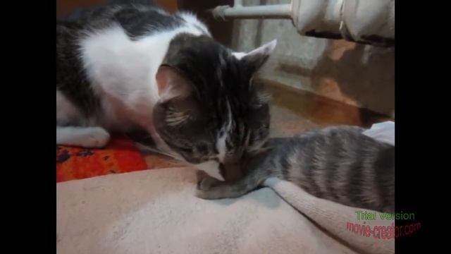 Уход за кошкой. Личный опыт по уходу за кошкой Матрёшкой до и после стерилизации. смотреть онлайн