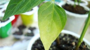 Желтеют листья у перца