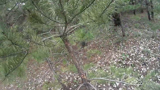 Экологический квест "Поиск артефактов" на территории Национального парка "Хвалынский" смотреть онлайн