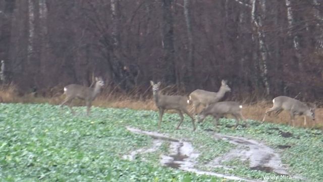 Это самка косули или самец без рог? смотреть онлайн