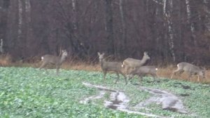 Это самка косули или самец без рог?