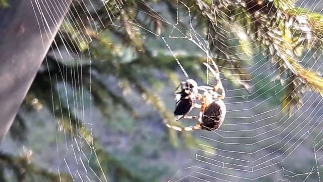 Как паук ест муху? Праздник желудка у паука.