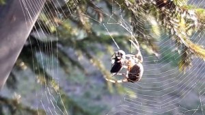 Как паук ест муху? Праздник желудка у паука.