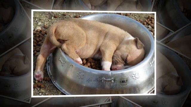 КОЛЫБЕЛЬНАЯ (Dog. lullaby) смотреть онлайн