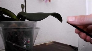 РАЗМНОЖЕНИЕ орхидеи цветоносом и орхидея с пересушенными корнями после пересылки