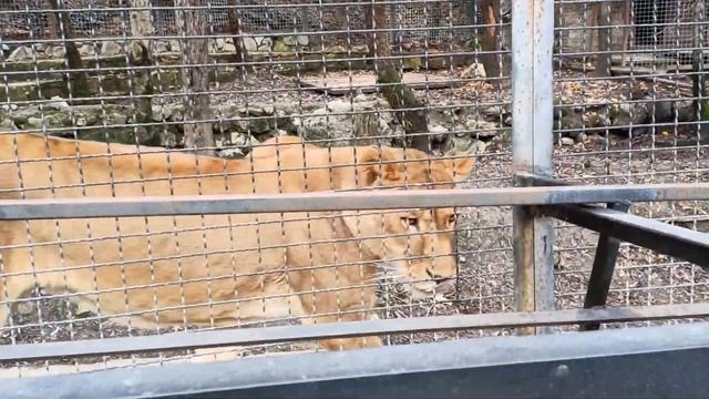 Львиная семья.Зоопарк СКАЗКА.Ялта 6.12.2022 смотреть онлайн