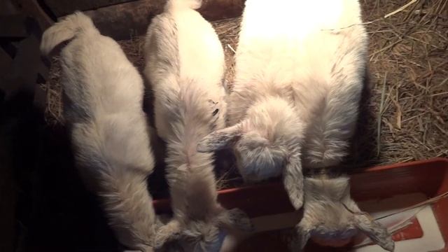 Козлята .Кормление козлят.Коптим скумбрию. смотреть онлайн