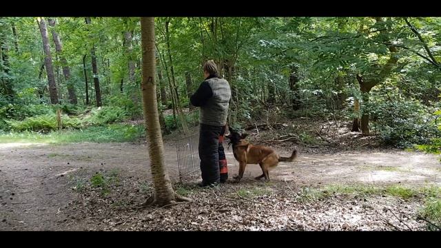 KNPV training day with Tino Kleine Schaars and Gerrit Hendriks смотреть онлайн