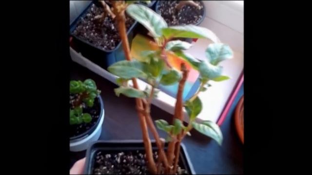 Фуксии: эксперимент с зимовкой в холодильнике смотреть онлайн