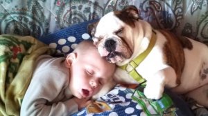 Дети и животные видео приколы | Смешные животные до слез лучшее.