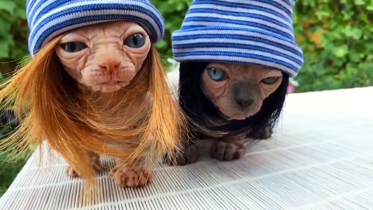 Приколы с животными до слез самые смешные в России