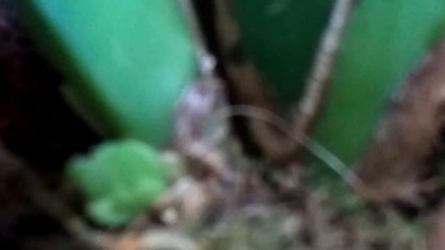 Разновидность Камбрии Beallara Marfitch "Renaissance Coral" 06.февраля 2020г. смотреть онлайн