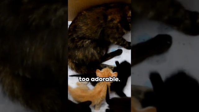 Cuteness Overload Baby Animals Galore #cutebaby #baby #animals смотреть онлайн