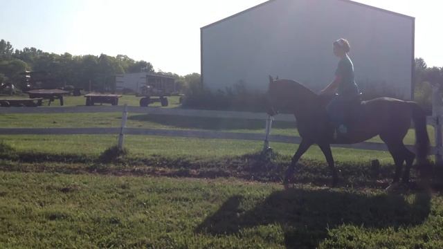 Meadowayne Groovy Girl: Morgan mare смотреть онлайн