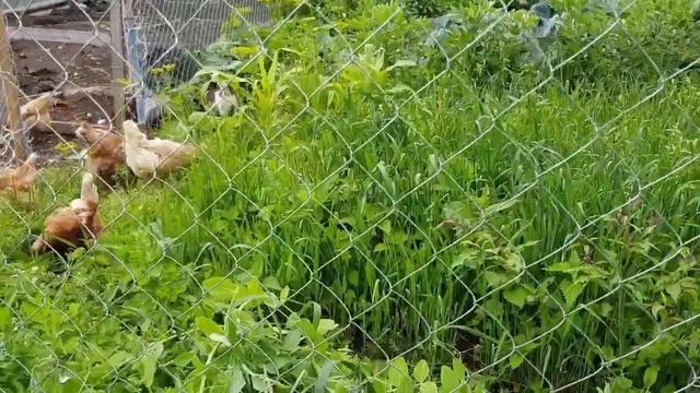 Петухи подросли смотреть онлайн