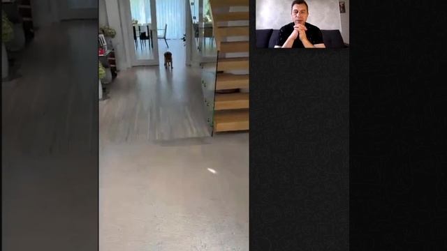 ОНЛАЙН-КОНСУЛЬТАЦИЯ - АНГЛИЯ. Установка границ. Коррекция лая на звуки. смотреть онлайн