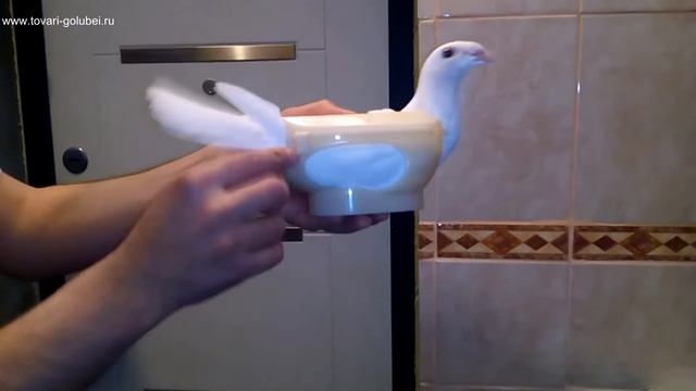 ГОЛУБЕДЕРЖАТЕЛЬ. Как закрепить голубя в этом устройстве. Практическое применение.