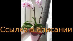 орхидея из тайланда в бутылке как пересадить