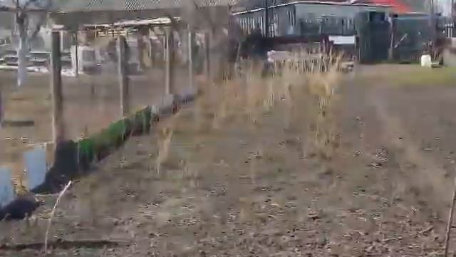 смородиновая школка под белым агроволокном 50 плотности. смотреть онлайн