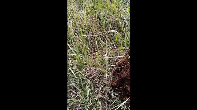 Whites Spectra V3i - тестирую.