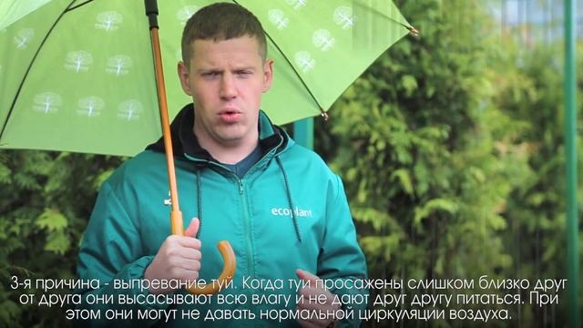 ? 5 причин ПОЧЕМУ ЖЕЛТЕЕТ ТУЯ и как спасти пожелтевшую тую смотреть онлайн