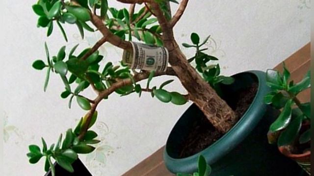 Многие держат дома денежное дерево. Но не догадываются какую пользу оно может нести смотреть онлайн