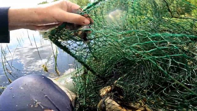 Ловля карася и линя на морду смотреть онлайн