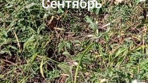 Роза "Мисс пигги". Вспоминаем лето 2022.