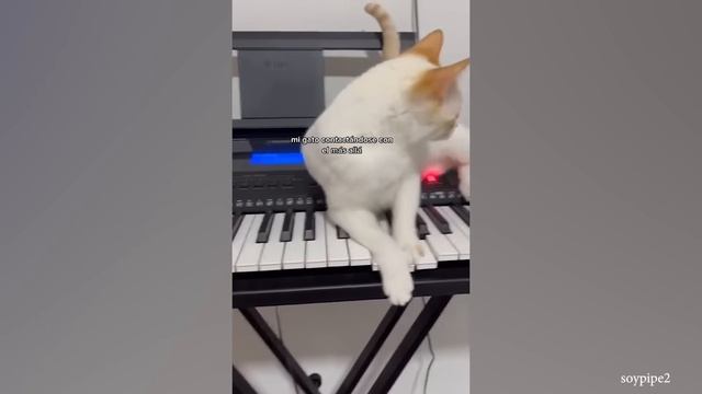 Funny Cat Videos #4