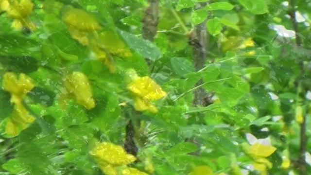 Цвенёт акация