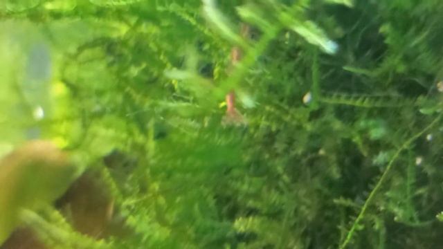 Вместо ёлки циссус/Аквариумы, цветы, новогодние украшения/Happy New Year! смотреть онлайн