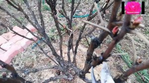 ПИОН ДРЕВОВИДНЫЙ. Весенний уход.