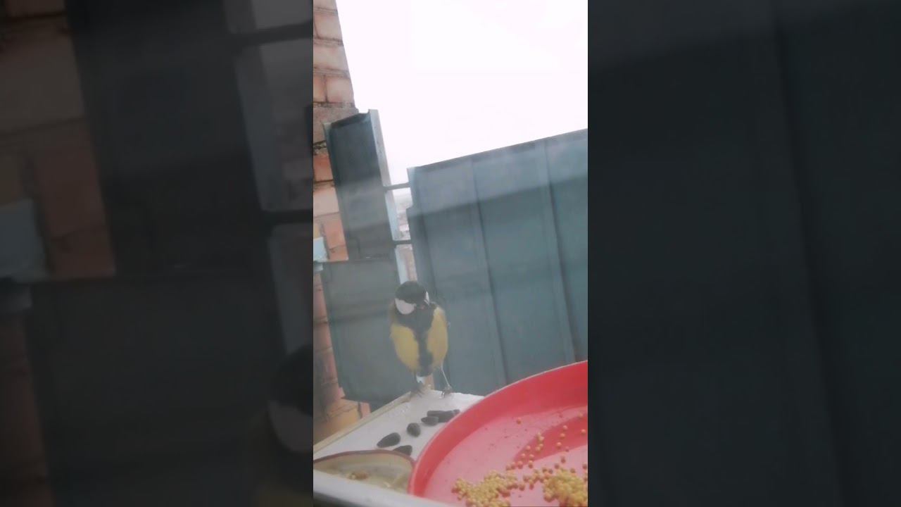 Я около месяца подкармливаю синичек на балконе, они уже мне чирикают, чтобы вынесла им семечек... смотреть онлайн