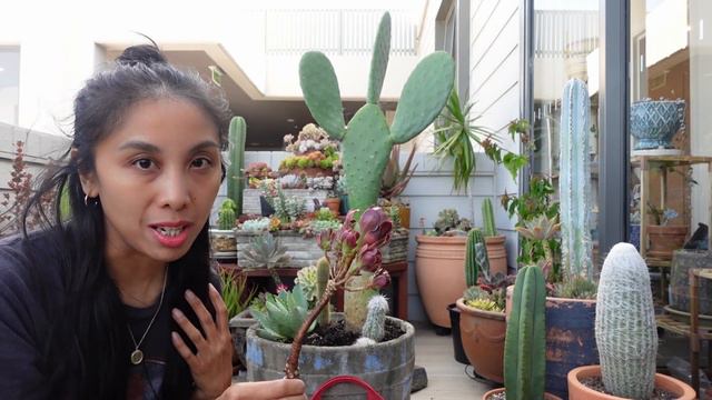 Repotting a beautiful cactus and succulent planter смотреть онлайн