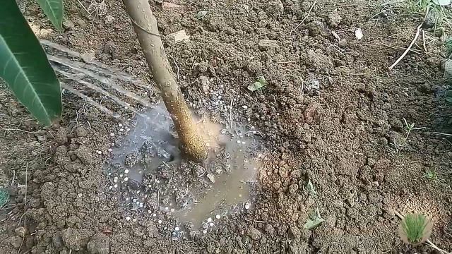 Best Npk 16 16 16 Fertilizer For Mango Trees смотреть онлайн
