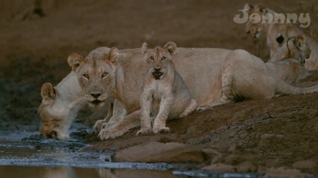Жуткая птица Юрского Периода. НА ЧТО СПОСОБЕН КИТОГЛАВ В ДЕЛЕ смотреть онлайн