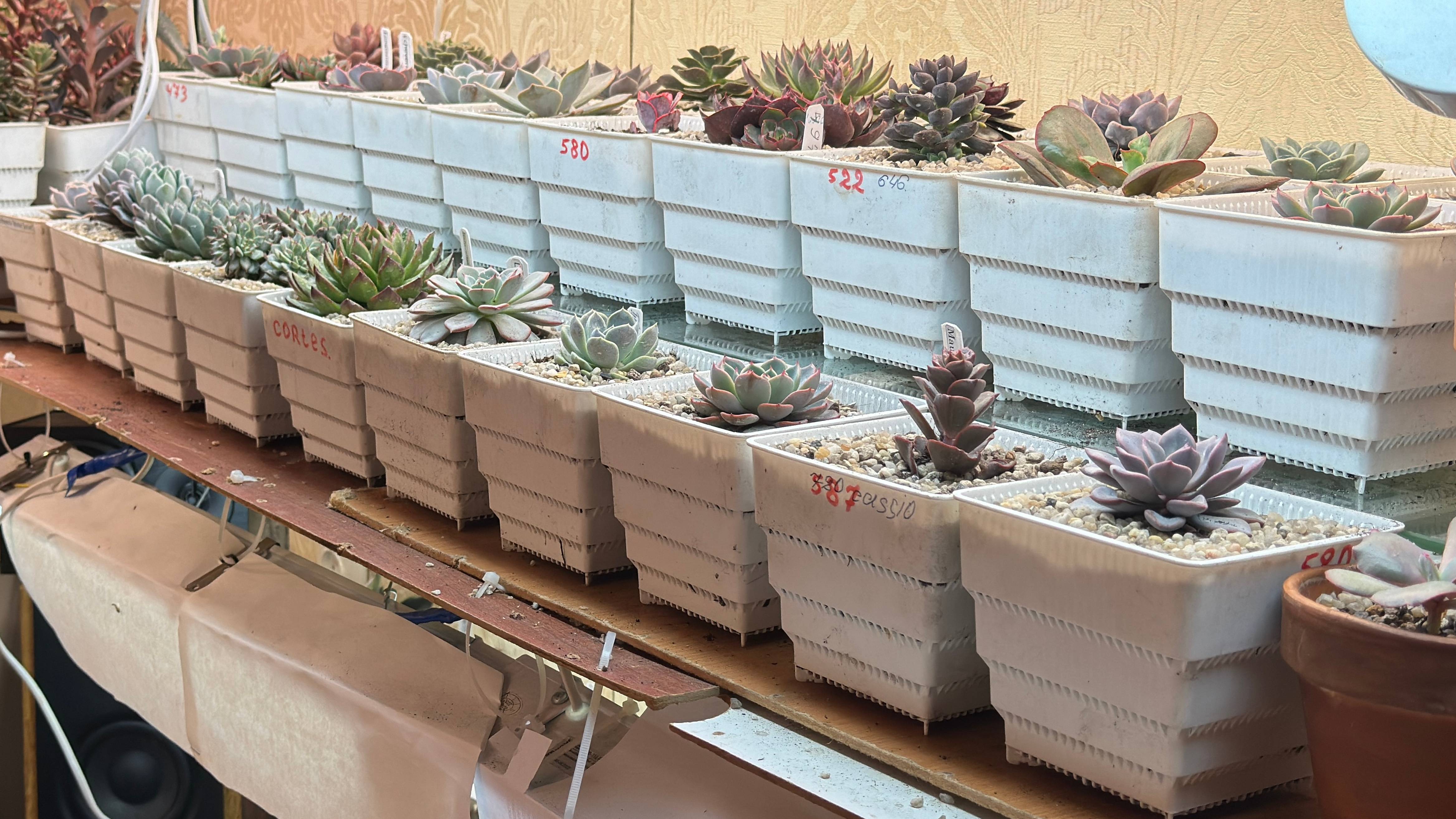 Суккуленты общий обзор.