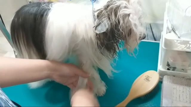 Повседневный уход за шерстью бивера. смотреть онлайн