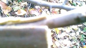 Прививка яблони осенью часть 2.Прививка яблони в расщеп.Как прививать яблоню в расщеп осенью