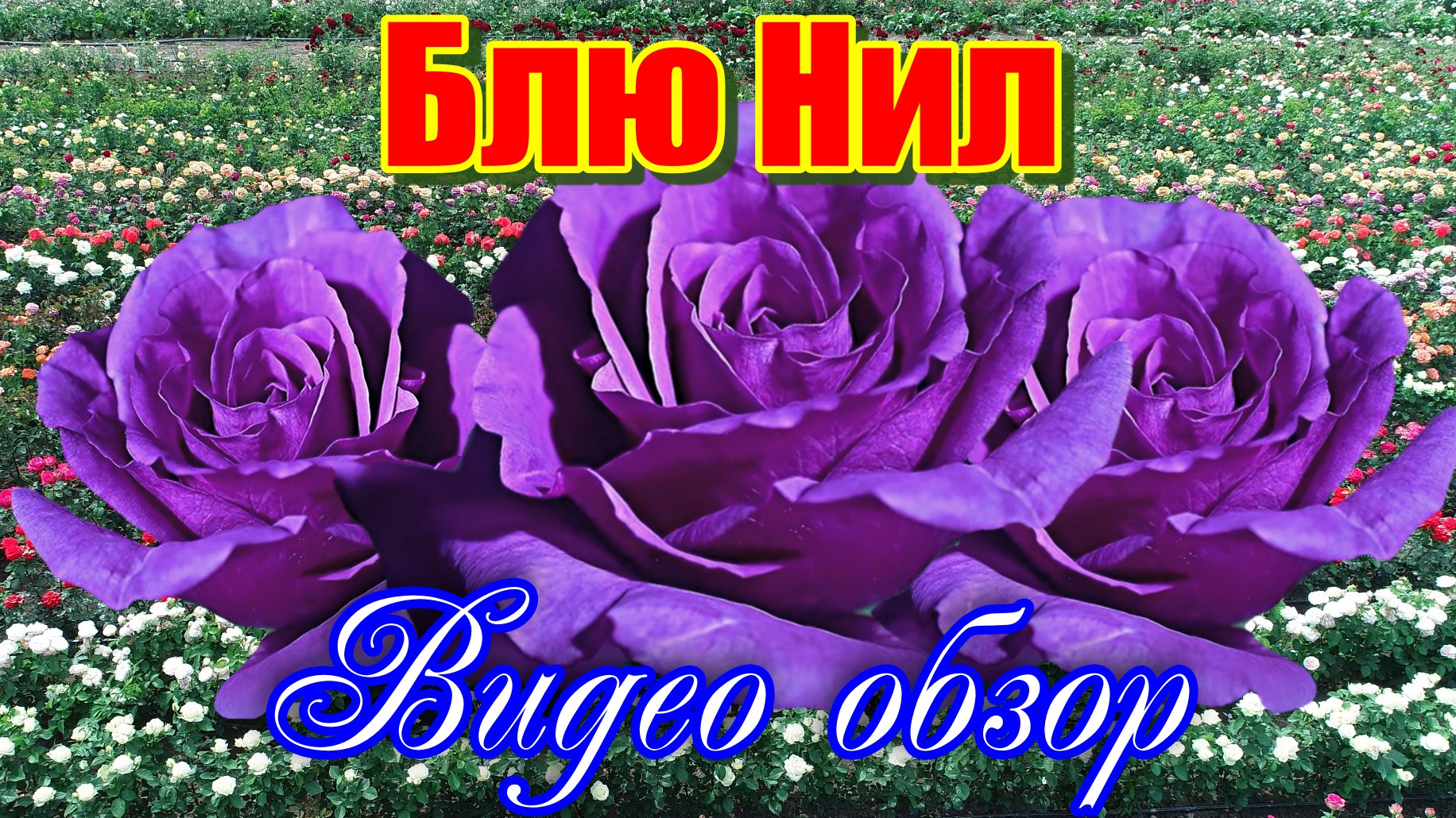 Обзор розы Блю Нил (Чайно гибридная) Nil Bleu (Delbard1976) смотреть онлайн