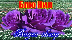 Обзор розы Блю Нил (Чайно гибридная)  Nil Bleu (Delbard1976)