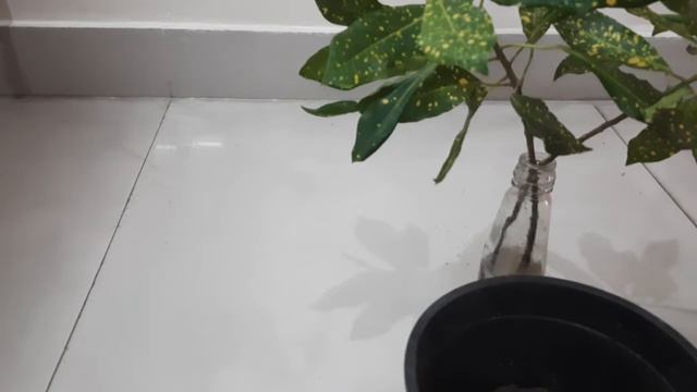 Croton propagation and care tips смотреть онлайн